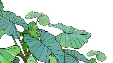 Beyaz arka planda büyük yapraklı yeşil tropikal bitki alocasia 'sı. Vektör resmi