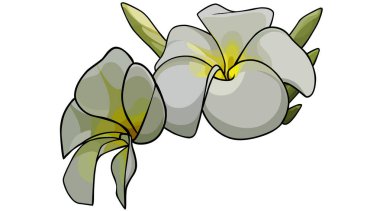 Beyaz arka planda iki Frangipani çiçeği çizilmiş. Vektör resmi