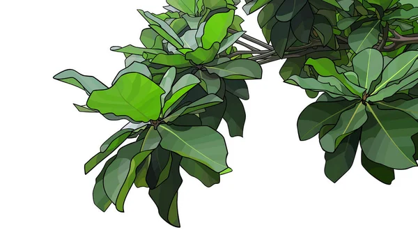 Tropischer Ast Mit Grünen Blättern Auf Weißem Hintergrund Vektorbild — Stockvektor