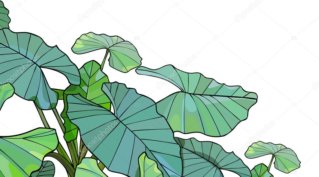 Green tropical plant alocasia with large leaves on a white background. Vector image