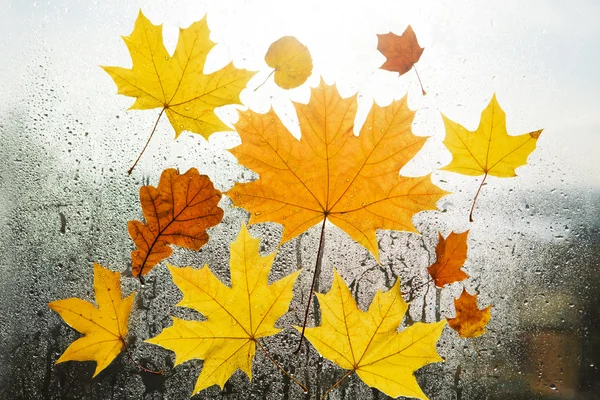 秋天，秋天，树叶背景。秋天的树叶在玻璃上的雨滴. — 图库照片