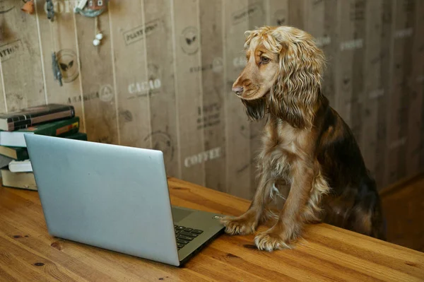 Dog standing  at a computer in the home office,