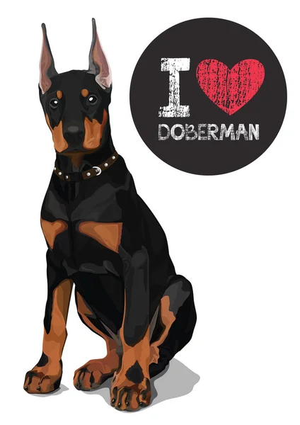 I love doberman — Stock Vector