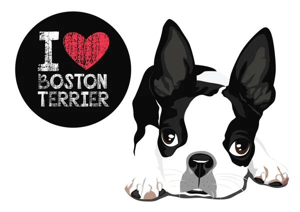 Eu amo Boston Terrier Vector —  Vetores de Stock