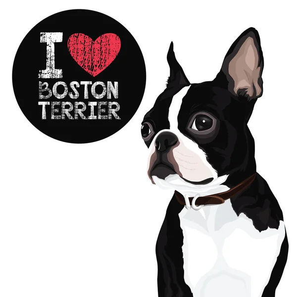 Boston Terrier perro — Archivo Imágenes Vectoriales