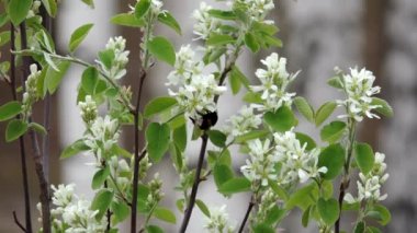 Güzel bir çiçek üzerinde oturan bumblebee ve bu tozlaşmak