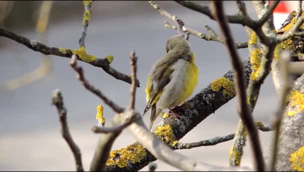 Hermoso pájaro yellowhammer sentado en una rama y limpia plumas — Vídeos de Stock