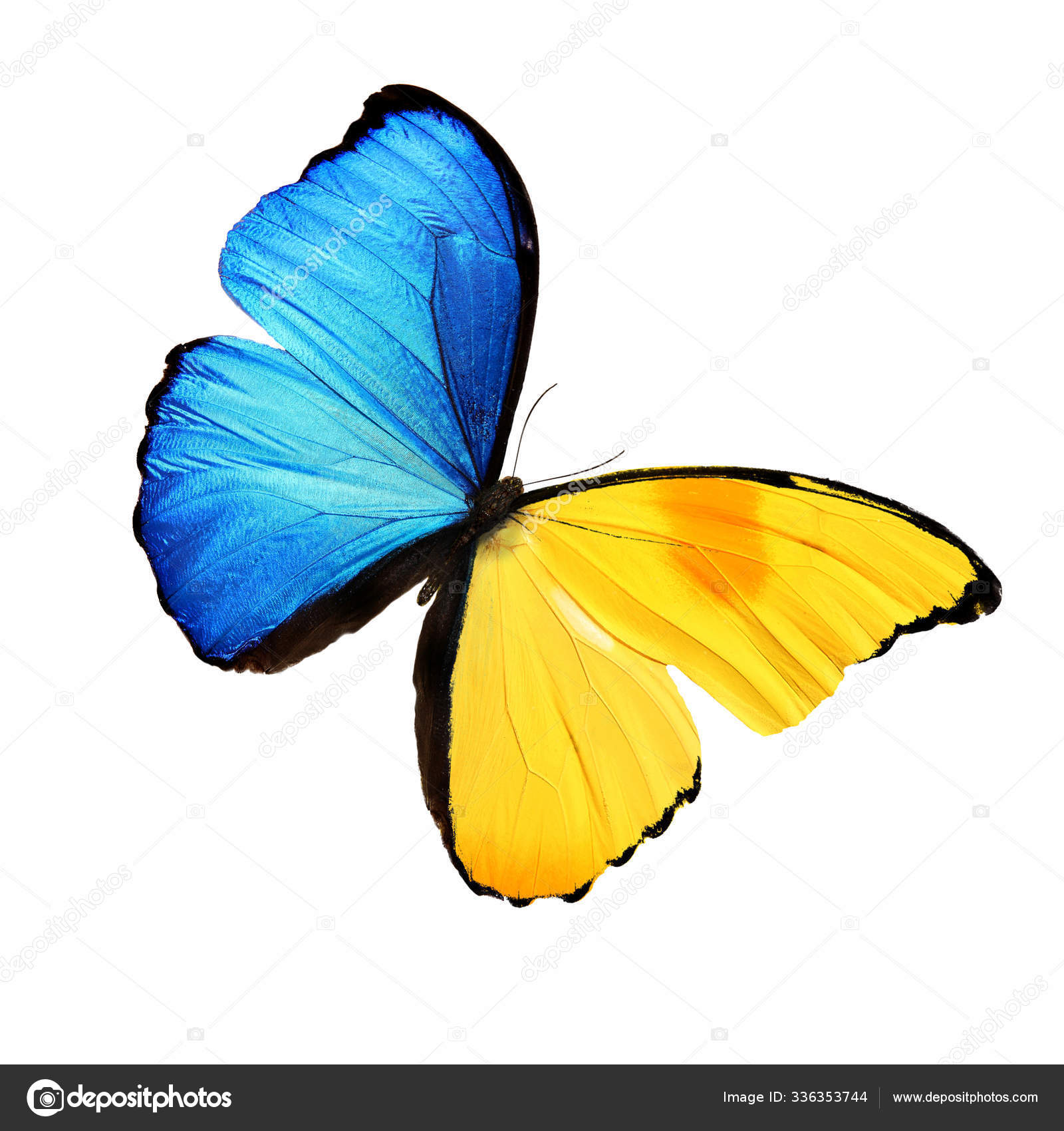 Schöne blaue und gelbe Schmetterling isoliert auf weißem Hintergrund