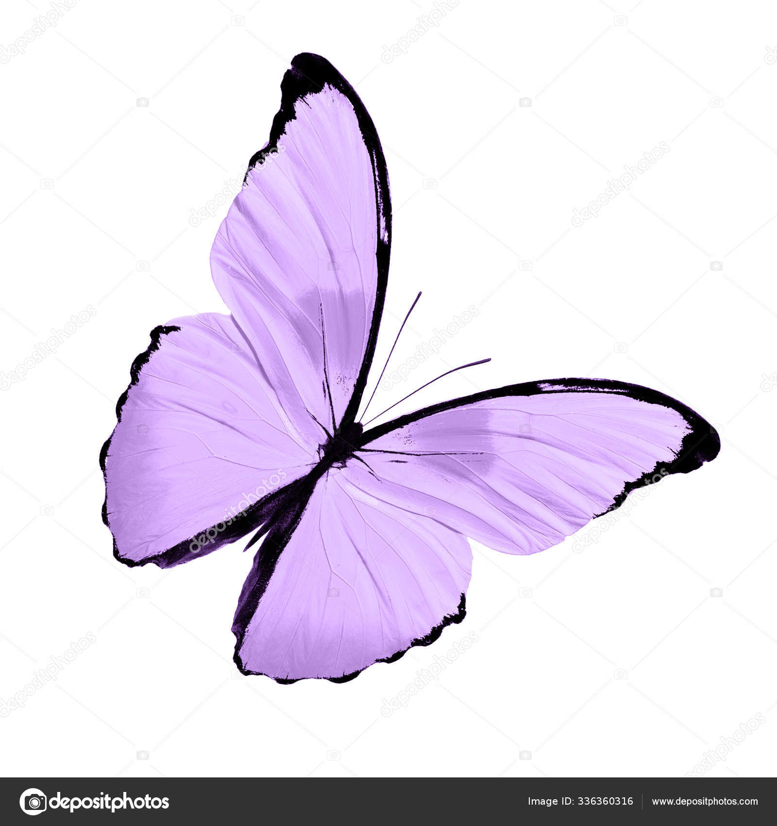 Бабочки светло фиолетовые