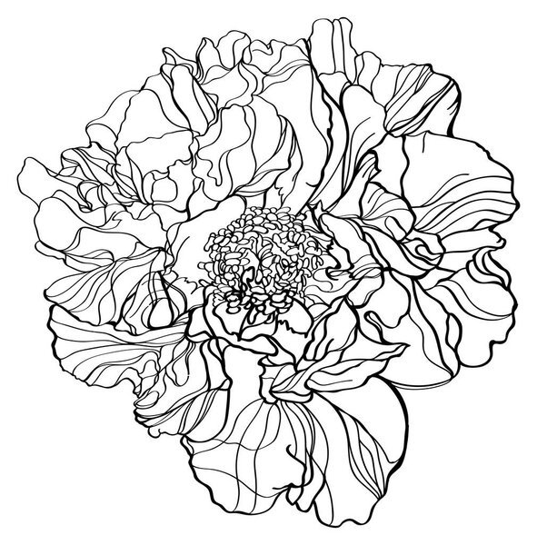 black and white line illustration of  peony japanese flower on a white background