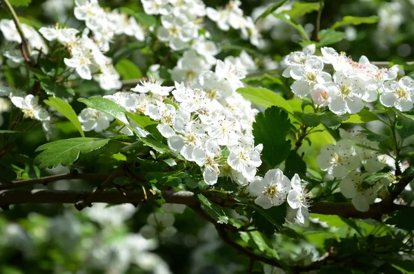 Flores Primavera Mês Abril Árvore Fruto Cereja Com Flores Perfumadas — Fotografia de Stock