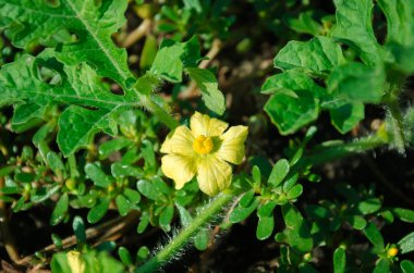 sarı çiçek karpuz