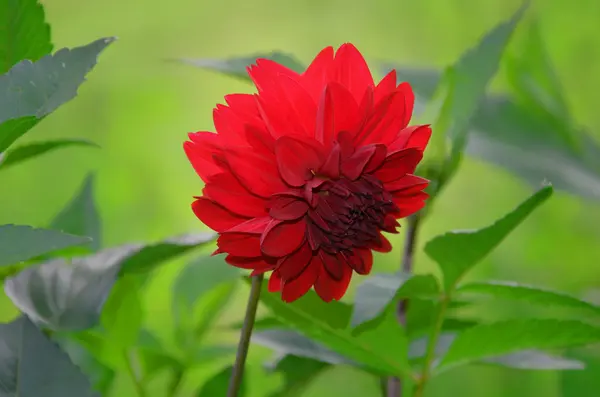 Piękna Czerwona Dalia — Zdjęcie stockowe