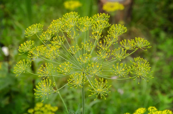 Guarda-chuva dill inflorescência — Fotografia de Stock