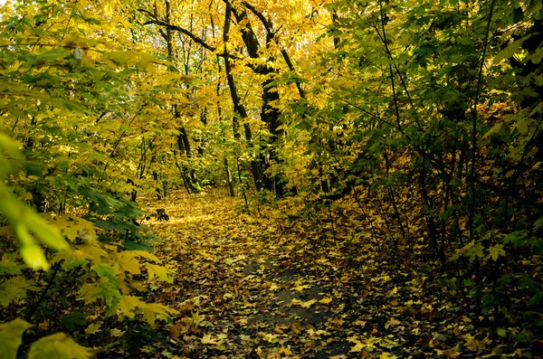 Ormanda altın sonbahar