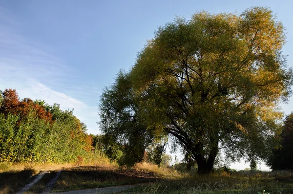 Hermoso árbol grande —  Fotos de Stock