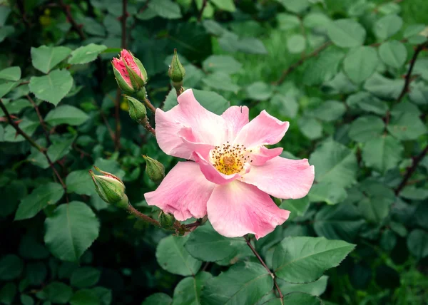 Rosa fiore di rosa — Foto Stock