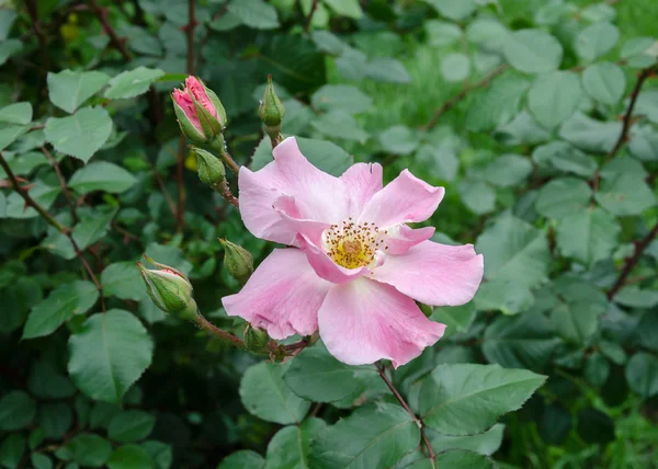 Rosa rosa flor — Fotografia de Stock