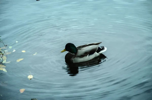 Automne Sur Lac Avec Eau Bleue Flotte Beau Canard Sauvage — Photo