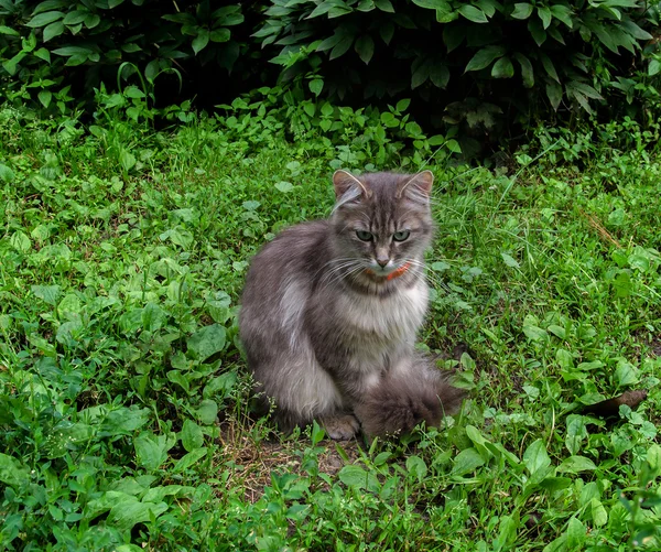 Kočka sedící na trávě — Stock fotografie