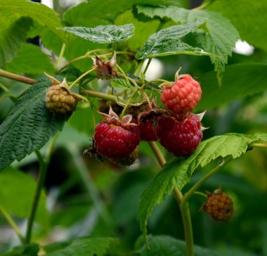 güzel kokulu kırmızı dut