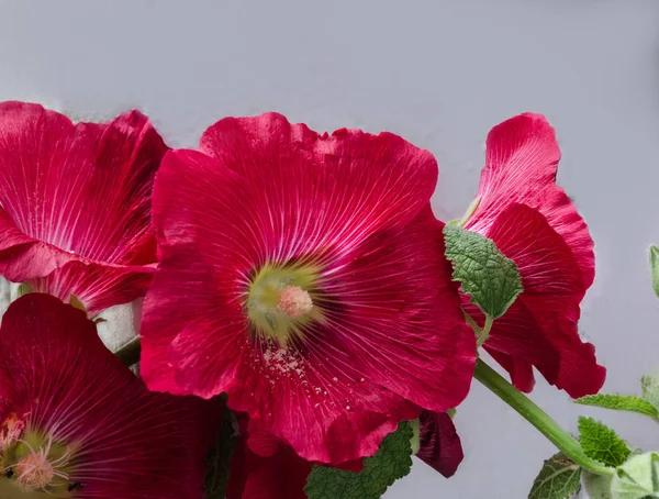 美しい赤い花 — ストック写真