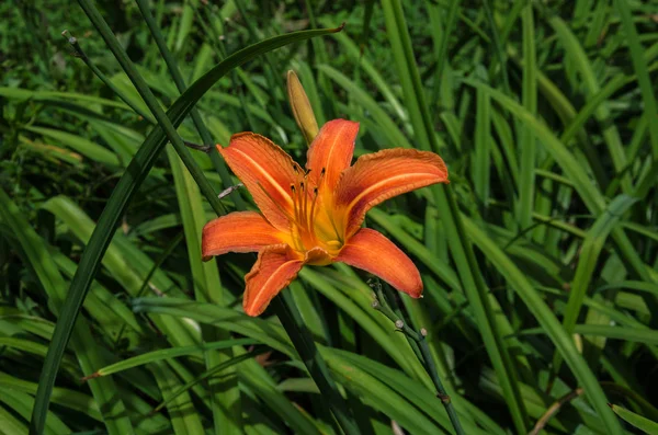 Oranje lily bloem — Stockfoto