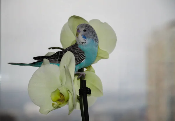 Leuchtend Blauer Welliger Papagei Sitzt Auf Einer Grünen Blumenorchidee Auf — Stockfoto