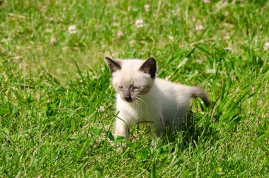 Bahçedeki küçük kedi yavrusu