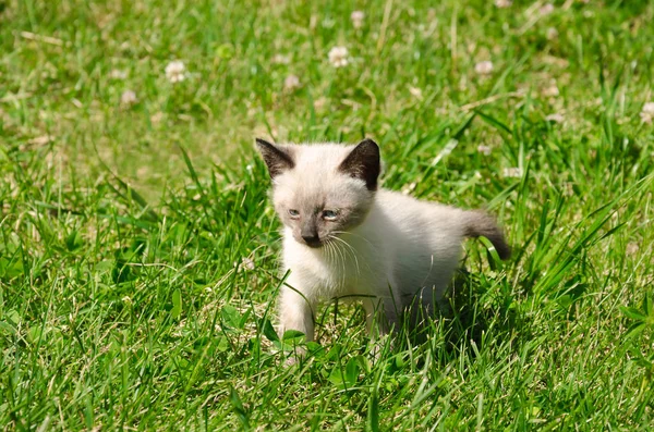 Little kitten in the garden — Stock Photo, Image