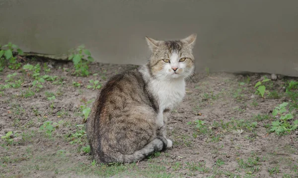 Szürke nagy macska — Stock Fotó