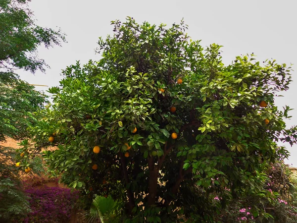 Famous Garden City Marrakesh Morocco Beautiful Tree Orange Citru — Stock Photo, Image