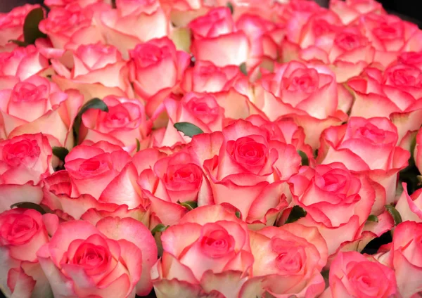 Krásná Kytice Růžových Růží Pro Své Blízké Prazniki Narozeniny Valentýn — Stock fotografie