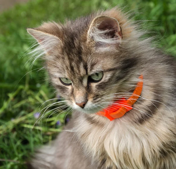 Кошка, сидящая на траве — стоковое фото