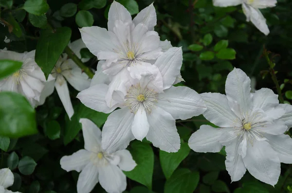 Beautiful white flowers — Stock Photo, Image