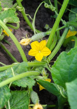 çiçek yeşil salatalık