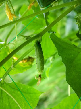 çiçek yeşil salatalık