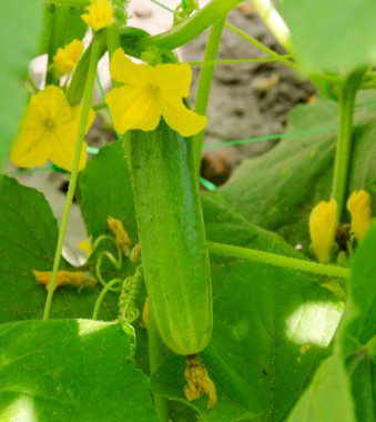  bir salatalık sarı çiçek