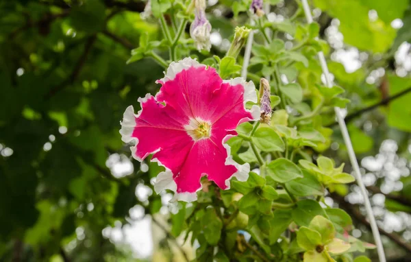 ペチュニアの美しい花 — ストック写真