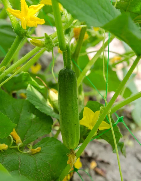 Gele bloem van een komkommer — Stockfoto