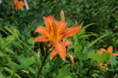 Bahçedeki zambak çiçeği