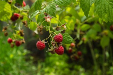 Bush Bahçe, Olgun, sulu, kırmızı ahududu vitamin.
