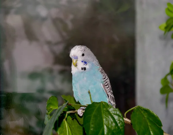 Schöner blauer Wellensittich — Stockfoto