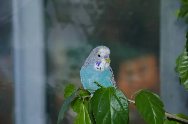 Beautiful blue budgerigar — Stock Photo, Image