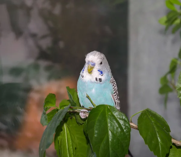 Hermoso periquito azul — Foto de Stock