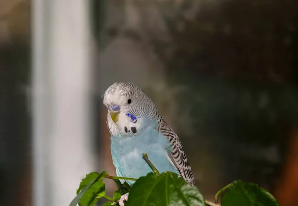 Beautiful blue budgerigar — Stock Photo, Image