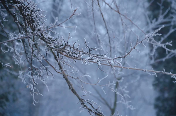 Zimní Ledové Krásné Lesklé Větve Pokryté White Frost — Stock fotografie