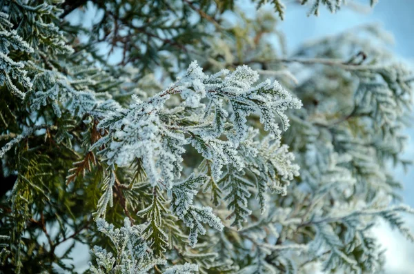 枞树分支覆盖着白霜 — 图库照片