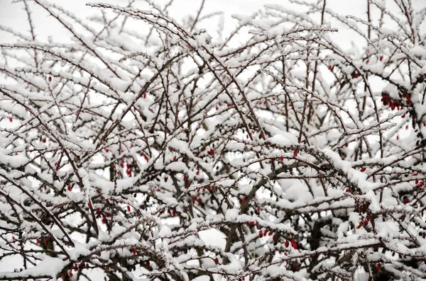 冰上的雪堆 — 图库照片