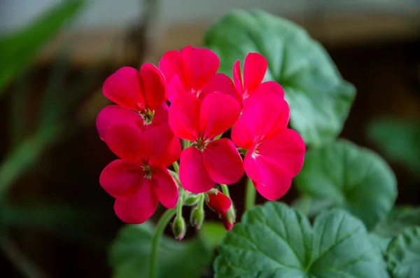 Blomställning geranium blommor — Stockfoto